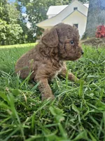 Sarge, a male Cavapoo for sale in Crab Orchard, KY – 4 of 5