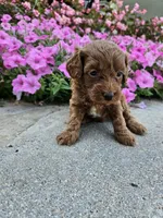 Grace, a female Cavapoo for sale in Crab Orchard, KY – 4 of 5