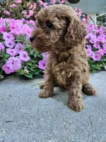 Gizmo, a male Cavapoo for sale in Crab Orchard, KY – 2 of 4