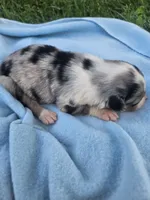 Lacey, a female Australian Shepherd for sale in Crab Orchard, KY – 2 of 5