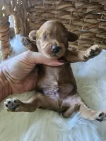 Goose, a male Cavapoo for sale in Crab Orchard, KY – 3 of 7