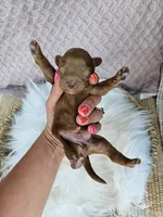 Jet, a male Cavapoo for sale in Crab Orchard, KY – 2 of 4