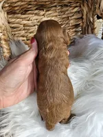 Hank, a male Cavapoo for sale in Crab Orchard, KY – 3 of 4