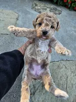 Wren, a female Bichpoo for sale in Crab Orchard, KY – 3 of 6