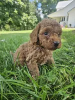 Joker, a male Cavapoo for sale in Crab Orchard, KY – 3 of 4