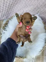 Mars, a male Cavapoo for sale in Crab Orchard, KY – 3 of 4