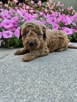 Griff, a male Cavapoo for sale in Crab Orchard, KY – 2 of 4