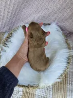 Mischief , a male Cavapoo for sale in Crab Orchard, KY – 4 of 4