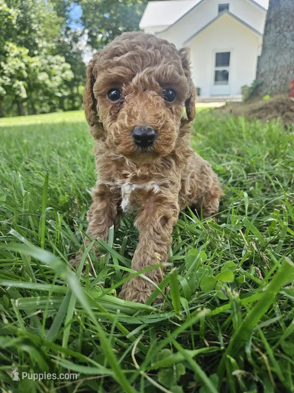 Jax – Cavapoo puppy for sale in Crab Orchard, KY