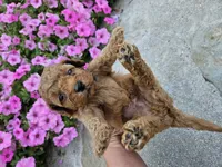 Gizmo, a male Cavapoo for sale in Crab Orchard, KY – 3 of 4