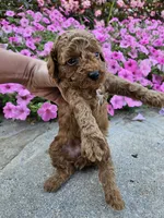 Griff, a male Cavapoo for sale in Crab Orchard, KY – 4 of 4
