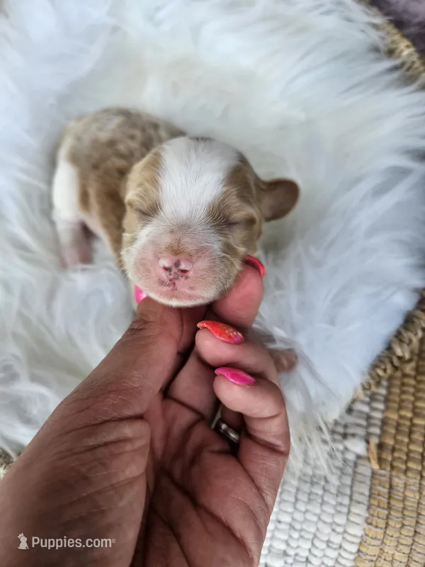 Jasper – Cavapoo puppy for sale in Crab Orchard, KY