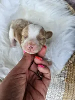 Jasper, a male Cavapoo for sale in Crab Orchard, KY – 1 of 3