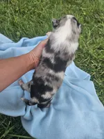 Lincoln , a male Australian Shepherd for sale in Crab Orchard, KY – 4 of 7