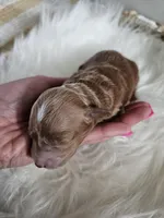 Atlas, a male Cavapoo for sale in Crab Orchard, KY – Photo 1 of 5