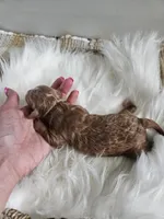 Atlas, a male Cavapoo for sale in Crab Orchard, KY – Photo 5 of 5