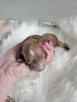 Atlas, a male Cavapoo for sale in Crab Orchard, KY – Photo 3 of 5