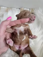 Atlas, a male Cavapoo for sale in Crab Orchard, KY – Photo 2 of 5