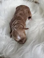 Atlas, a male Cavapoo for sale in Crab Orchard, KY – Photo 4 of 5