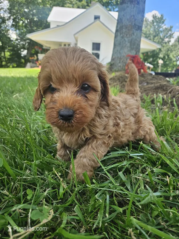 Mars – Cavapoo puppy for sale in Crab Orchard, KY
