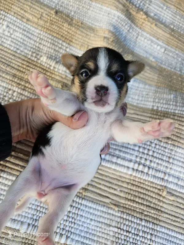Yara – Rat Terrier puppy for sale in Crab Orchard, KY