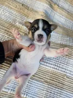 Yara, a female Rat Terrier for sale in Crab Orchard, KY – 1 of 4