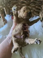 Gizmo, a male Cavapoo for sale in Crab Orchard, KY – 2 of 7