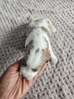 Archie, a male Cavapoo for sale in Crab Orchard, KY – Photo 2 of 4