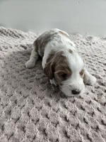 Archie, a male Cavapoo for sale in Crab Orchard, KY – Photo 4 of 4