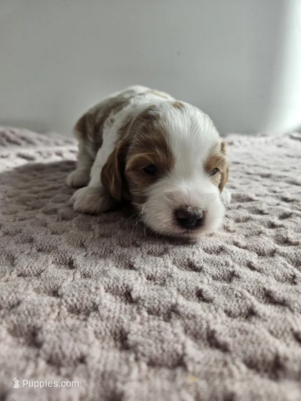 Archie – Cavapoo puppy for sale in Crab Orchard, KY