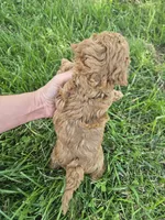 Rhett, a male Bichpoo for sale in Crab Orchard, KY – 6 of 6