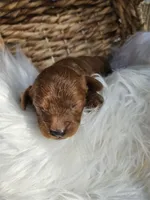 Huck, a male Cavapoo for sale in Crab Orchard, KY – 2 of 5