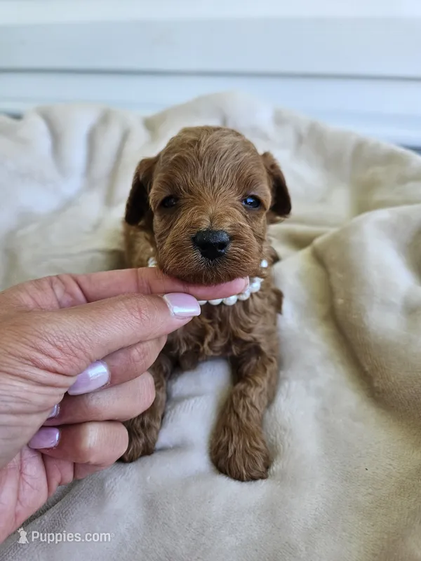 Maple – Cavapoo puppy for sale in Crab Orchard, KY