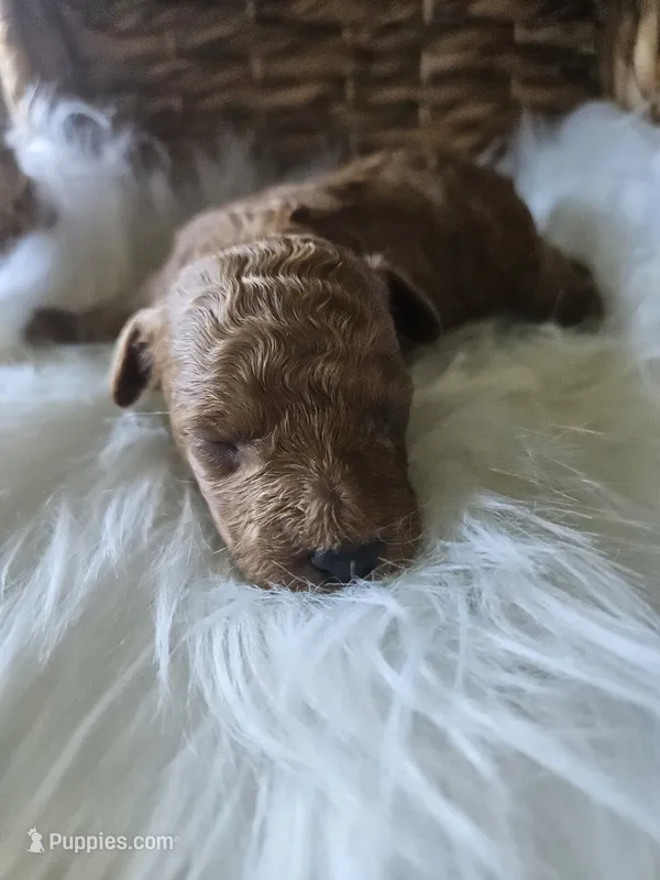 Griff – Cavapoo puppy for sale in Crab Orchard, KY