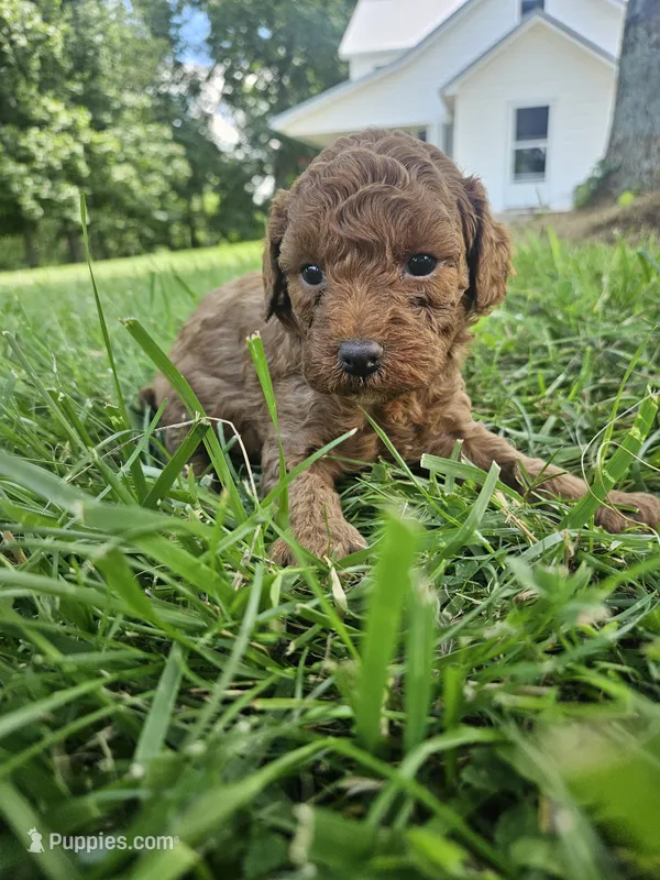 Silas – Cavapoo puppy for sale in Crab Orchard, KY