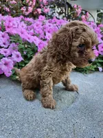 Gizmo, a male Cavapoo for sale in Crab Orchard, KY – 3 of 4