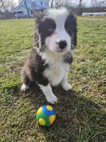 Cooper , a male Australian Shepherd for sale in Crab Orchard, KY – Photo 2 of 4