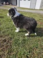 Cooper , a male Australian Shepherd for sale in Crab Orchard, KY – Photo 4 of 4