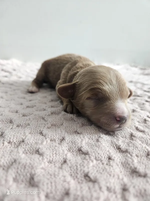 Chase – Cavapoo puppy for sale in Crab Orchard, KY