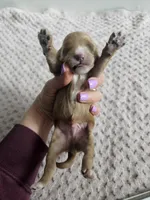 Chase, a male Cavapoo for sale in Crab Orchard, KY – Photo 2 of 5