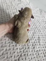 Chase, a male Cavapoo for sale in Crab Orchard, KY – Photo 5 of 5