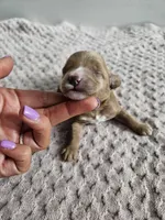 Chase, a male Cavapoo for sale in Crab Orchard, KY – Photo 4 of 5