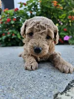 Winnie, a female Bichpoo for sale in Crab Orchard, KY – 2 of 6