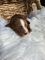 Hallie, a female Cavapoo for sale in Crab Orchard, KY – 4 of 5