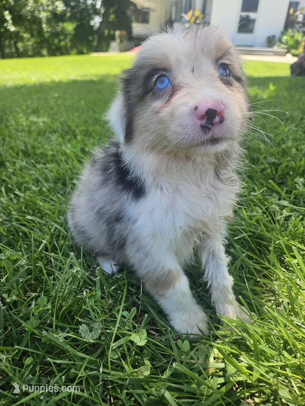 Leo – Australian Shepherd puppy for sale in Crab Orchard, KY