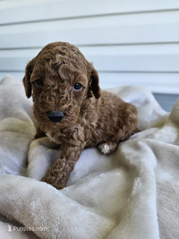 Judge – Cavapoo puppy for sale in Crab Orchard, KY