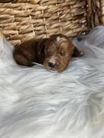 Hattie, a female Cavapoo for sale in Crab Orchard, KY – 5 of 6