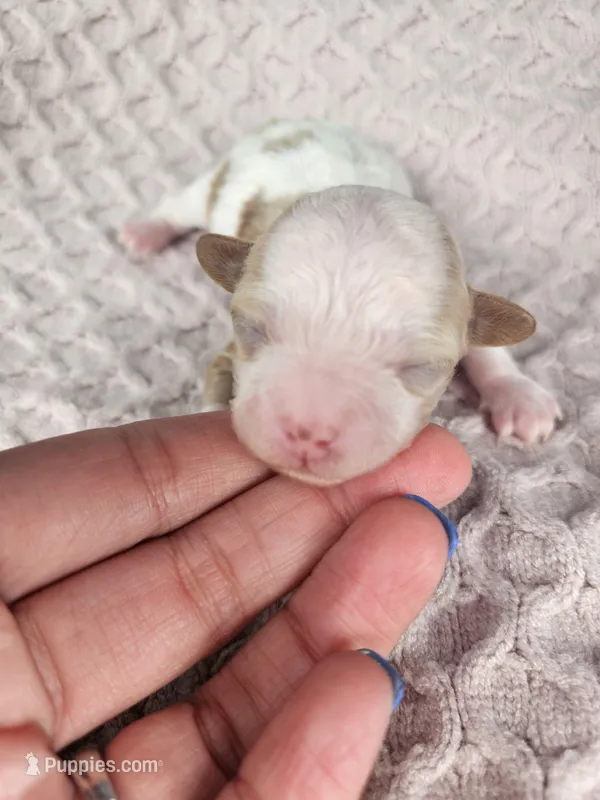 Ember – Cavapoo puppy for sale in Crab Orchard, KY
