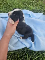 Lottie, a female Australian Shepherd for sale in Crab Orchard, KY – 3 of 7