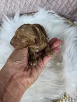 Judge, a male Cavapoo for sale in Crab Orchard, KY – 2 of 4
